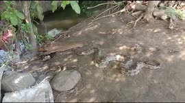 Indian villagers tie huge python to pole as they wait for officials to safely relocate it