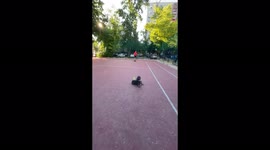 French bulldog loves to play tennis!
