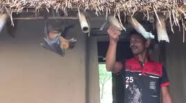 Indian man takes care of bat he found injured in his home 10 years ago