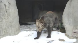 15 tons of snow? Party time for these zoo grizzlies