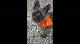Cairn terrier has to have her hunters orange bandana brought to her size!