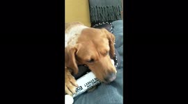 Stray Labrador who was left for dead after being 'used as dog fighting bait' finally gets a loving home