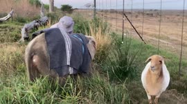 Mornings at the HERD elephant orphanage with Lammie the sheep and Nandi the puppy