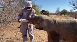 Orphaned elephant Khanyisa receives a milk bottle in the African wilderness