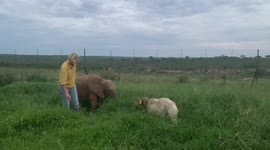 Peaceful moments at the HERD orphanage with Founder Adine Roode, elephant calf Khanyisa and companion sheep, Lammie