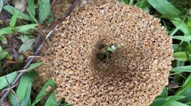 The ants build a beautiful nest