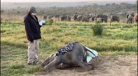 Orphaned albino elephant Khanyisa enjoys a roll in the sand while the herd watch behind her