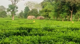Elephants tackle one another amid forest cover in northeastern India