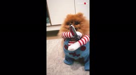Pomeranian channels his dark side as he dresses up as 'Chucky' for Halloween