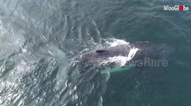 Drone footage captures whale calf playing with its mother off Gabon's coast