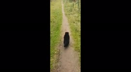 Cat reacts funny to sounds, Perm Krai, Russia