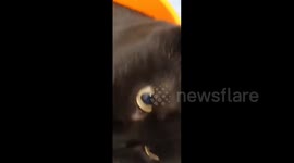 Purring of a cat, Perm Krai, Russia