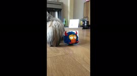 Cute Dog Meets Furby