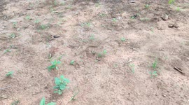 Snake small fast forwarding moment outdoor beutiful 4k footage