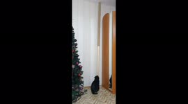 Cat funny climbs on the closet, Perm Krai, Russia