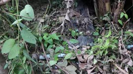 Brave rescue team saves deadly cobra tangled in net