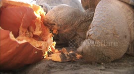 No trick: Galapagos tortoises enjoy pumpkins for Halloween