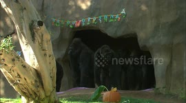 Third-oldest gorilla in North America balls out for her birthday