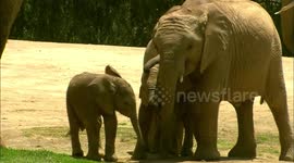 The fascinating life of newborn baby elephants