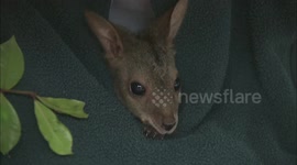 Mars-upial: World's smallest kangaroo is out-of-this-world cute