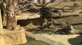 A Baby Capybara Joins a Mixed Exhibit