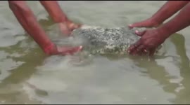 Locals in eastern India worship large stone found floating in nearby river