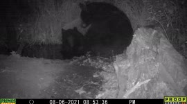 Two black bears at a pond in Idaho, one in the water and a male bear scratching himself.