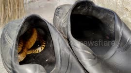 Rat snake makes itself at home in Indian security guard's old shoes