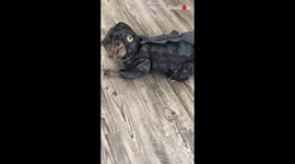 Adorable French bulldog evolves into dinosaur for Halloween