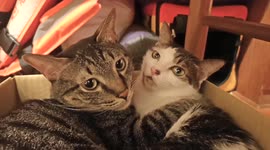 Cute/Two Adorable Cats Cuddle Together. Grooming for each other.