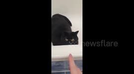 Baki the cat plays in the bathroom, Perm Krai, Russia