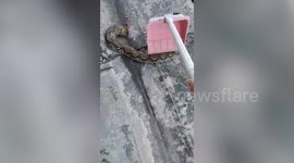 Large python rescued after getting stuck in a manhole cover in Thailand