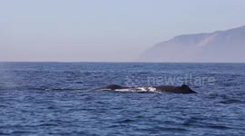 Rare 55ft long sperm whale seen along California coast