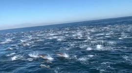 Stunning dolphin ‘superpod’ seen racing along California coast