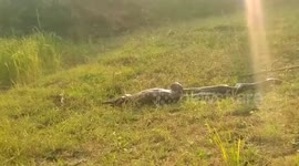 10-foot-long python devours jackal amid field in central India