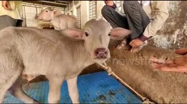 Find out why this adorable baby buffalo from India has entered the history books