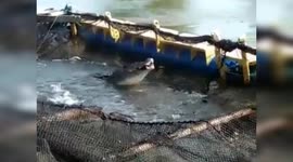 Indonesian fish farmers shocked as crocodile enters cages and begins eating livestock