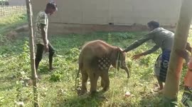 Locals in India restrain lost elephant calf until officials were able reunite it with herd