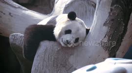 Adorable Panda From A Zoo In Beijing, China