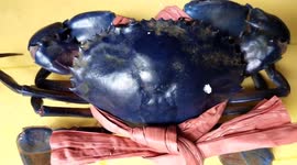 Vietnamese fishermen catch bizarre crab with blue-coloured shell