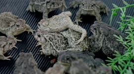 Why the Wyoming Toad is Incredibly Important to the State's Ecology