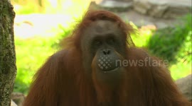 The perilous state of three great ape species