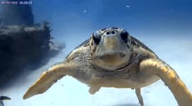 Scubadiving with loggerhead turtle at the only active underwater graveyard