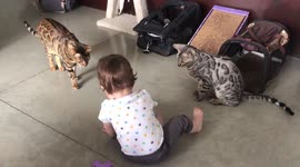 Baby toddler conducts a meeting with his two best employees albus and ella the bengal cats
