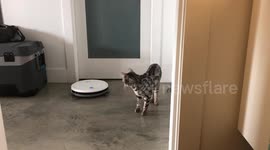 Robovac Yufie corners Albus the bengal cat before returning home