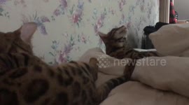 Sam the Bengal annoys her big sister Ella the bengal cat early in the morning