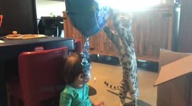 Baby toddler celebrates his first birthday with his best friend Albus the Bengal cat, but Albus wants and tries to steal his balloon