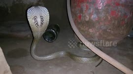 Deadly cobra gets trapped under cooking gas cylinder in Indian village home