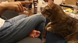 Funny/Playing with my cat and she attacks my finger very hard and fast