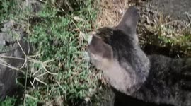 Funny/A stray cat loves to speak and he keeps yowling loudly longer than ten minutes.